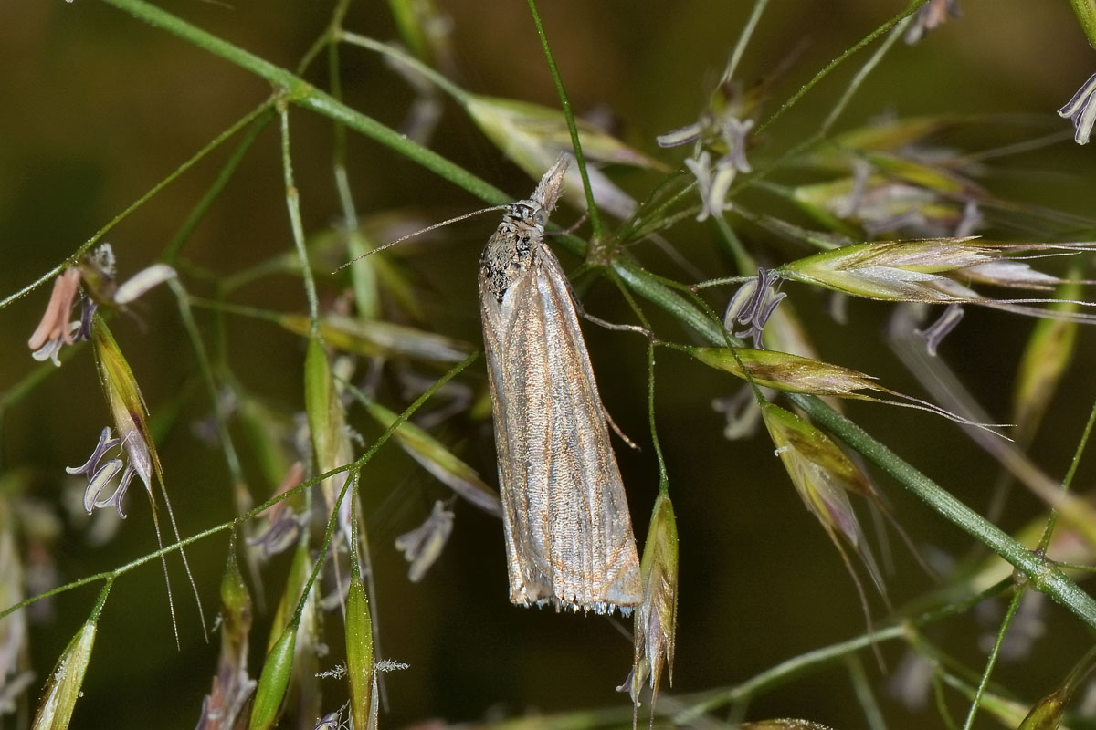 Crambidae N 4 - Crambus lathoniellus